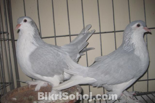 Siraji Kobutor